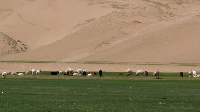 Group of sheeps and Kashmir goats grazing near sandy barkhan at Western Mongolia.Pastoral scenery with herd of domestic animals. Western  Mongolia sandy desetr Mongol Els