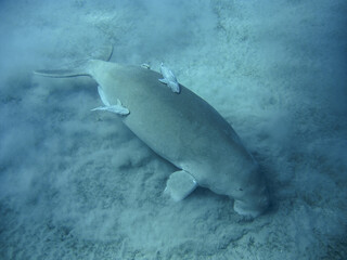 Fototapeta premium Dugong - sea cow