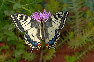 Papilio machaon, Schwalbenschwanz, DE, NRW, e.ol. Köln-Chorweiler 2020/05/26 16:03:32