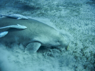 Dugong - sea cow