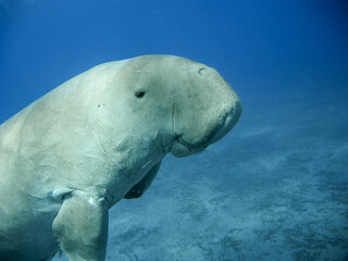Dugong - sea cow