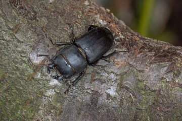Balkenschröter, Dorcus parallelipipedus, DE, NRW, Leverkusen-Opladen 2020/05/26 16:20:48