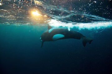 Orca killer whale underwater