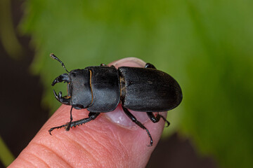 Balkenschröter, Dorcus parallelipipedus, DE, NRW, Leverkusen-Opladen 2020/05/26 16:25:53
