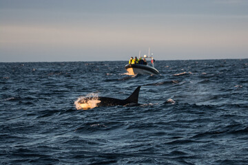 Orca killer whale © Stanislav