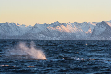 Fototapeta na wymiar Artic landscape