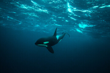 orca killer whale underwater - obrazy, fototapety, plakaty