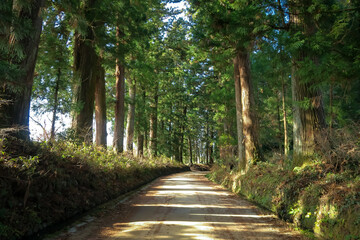 Cedar Avenue of Nikko. Nikko, Tochigi, Japan. December 10, 2020.
