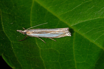 Dunkler Graszünsler,..Crambus pascuella, DE, NRW, Leverkusen-Opladen 2020/05/31 08:19:21