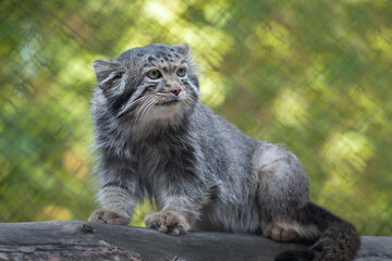 Fototapeta na wymiar Pallas's cat (Otocolobus manul). Manul is living in the grasslands and montane steppes of Central Asia. Portrait of cute furry adult manul. Instinct to hunt