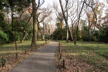 神代植物園の小径