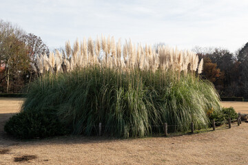 パンパスグラス