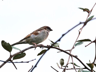 Fototapeta premium sparrow on branch