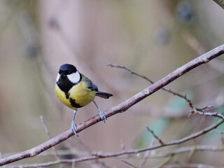 Fototapeta premium great tot perching on a twig