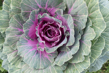 cabbage in the garden top view and close up shot.
