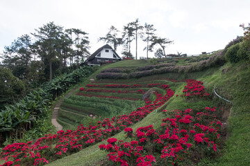 garden with red flowers on the hill and the house.