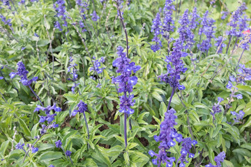 Obraz premium lavender flowers in the garden close up shot