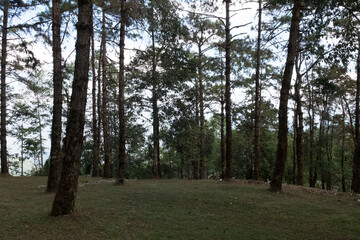 Obraz premium Green forest in the north of Thailand.