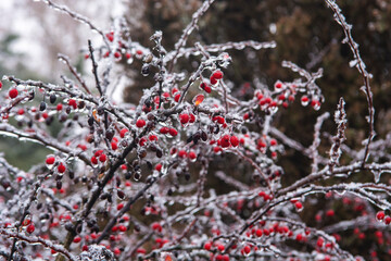 berries on snow