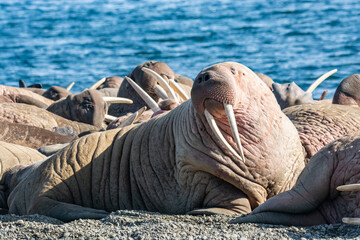 walrus on the rookery