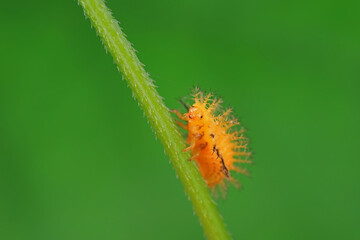 Ladybug larvae live on weeds