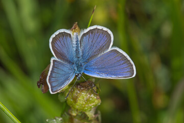 Argus-Bläuling, Plebejus argus, DE, RLP, Gönnersdorf, Eifel 2020/06/05 17:05:07