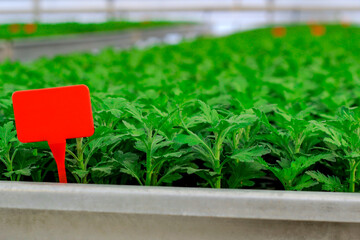 The nursery greenhouse in Turkey.