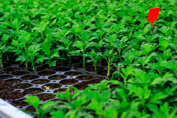 The nursery greenhouse in Turkey.