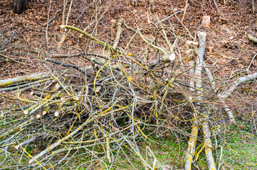 A closeup shot of sawed tree trunks and branches in different sizes