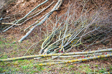 A closeup shot of sawed tree trunks and branches in different sizes