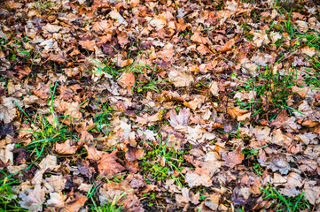 A closeup shot of dry fallen leaves on an autumn day