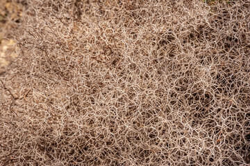 Dry yellow summer grass texture