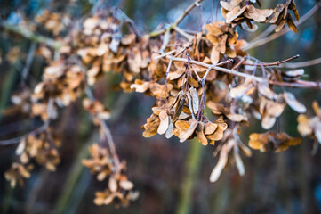 A selective focus shot of dry leaves on autumn day