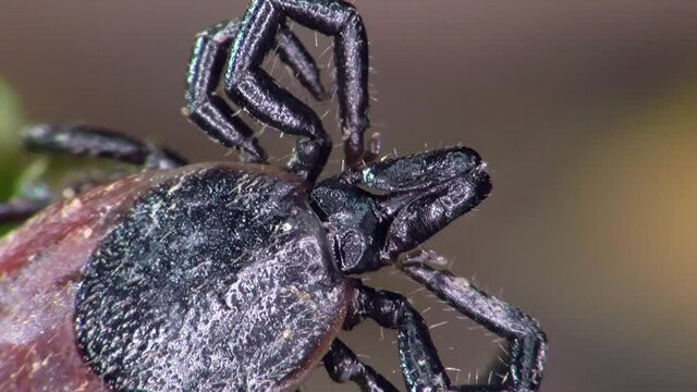 Zecke am Waldboden in der Eifel