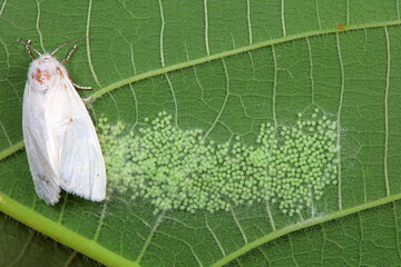 American white moth lays eggs on leaves in nature, North China Plain