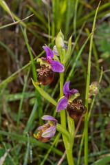 Hummel-Ragwurz,  Ophrys fuciflora, DE, RLP, Gönnersdorf, Eifel 2020/06/06 08:50:00