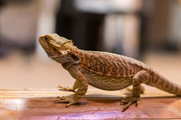 Detail of Bearded dragon (pogona) on wooden beam looking curiously