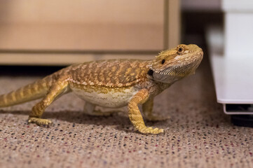 Detail of Bearded dragon (pogona) on the floor exploring the flat