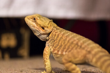 Detail of Bearded dragon (pogona) on the floor exploring the flat