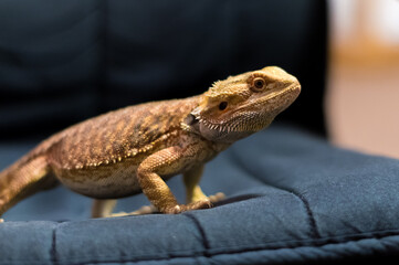 Detail of Bearded dragon (pogona) on the chair