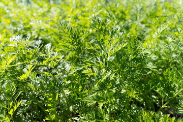 Obraz premium Lush foliage of edible carrots in a vegetable garden on a sunny day.