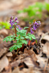 Purple spring corydalis flowers in the wood.