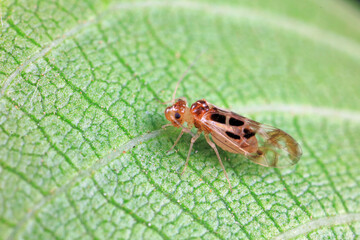 psocoptera crawl on green plants