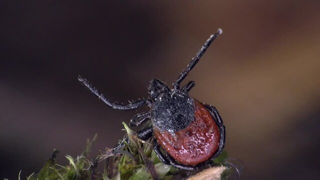 Zecke am Waldboden in der Eifel