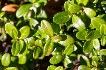 Green bush blueberries without berries