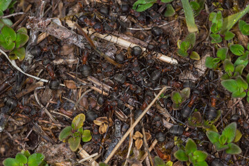 Große Wiesenameise,..Formica pratensis, DE, RLP, Gönnersdorf, Eifel 2020/06/06 09:33:12