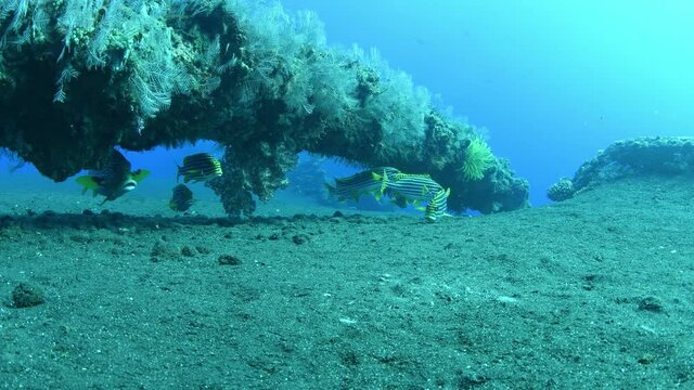 Sweetlips - Labroides dimidiatus doing the cleaning beside the famous Liberty ship wreck. Underwater world of Tulamben, Bali, Indonesia.