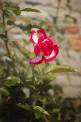 Red and white rose in  a garden on a summer day in Eltville, Germany. 