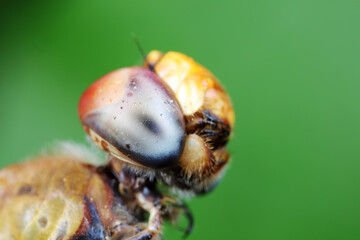 Close up of dragonfly's compound eyes