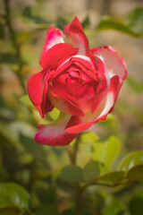 Red and white rose blooming in  a garden on a summer day in Eltville, Germany. 